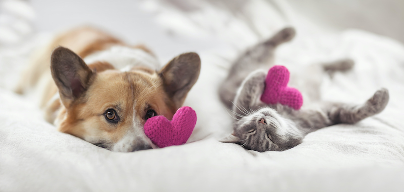 A corgi and a cat laying together on a fluffy white blanket, each with a pink knit heart toy, cat is laying on its back