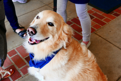 A happy looking golden retriever